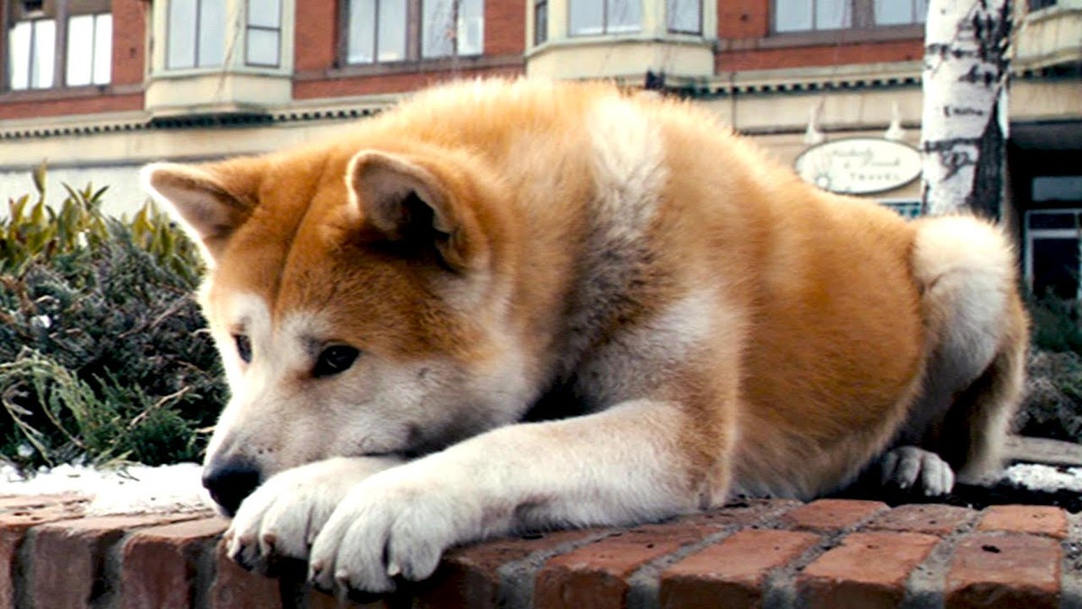 Хатико 